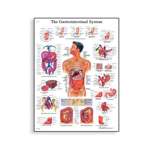 Schéma - lidský trávící systém - AJ - 50x67 cm