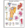 Schéma obsahuje detailní popisky anatomických struktur v angličtině a odborné názvy v latině. Anatomický plakát je skvělou výukovou pomůckou pro pacienty na ortopedickém oddělení. Na lamino verzi si můžete bez problémů psát poznámky nepernamentním fixem.