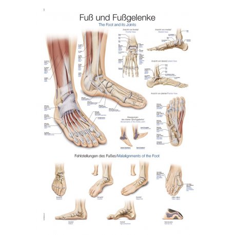 Schéma - anatomie chodidla a kotníku