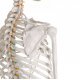 Model kostry člověka - standardní- lopatka a žebra