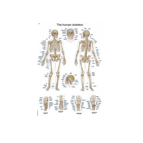 Schéma - kostra člověka - DOPRODEJ