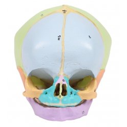 Model lebky plodu - 40. týden - didaktický, malováno